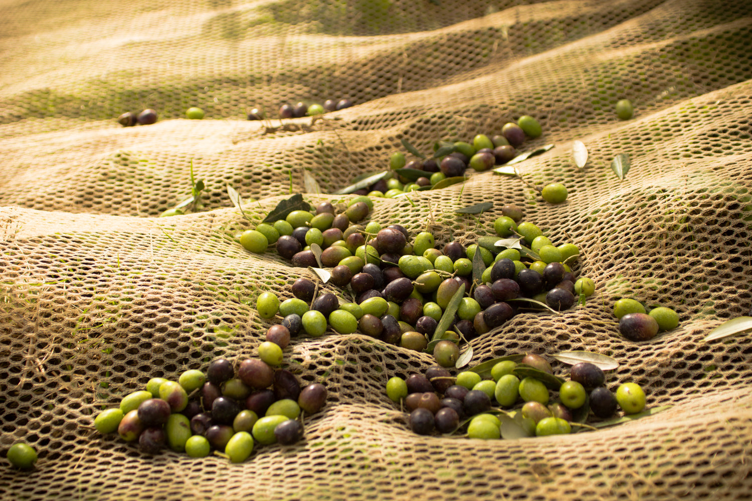 Erken hasatta toplanmış zeytin görseli